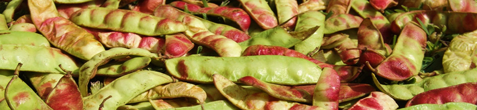 Tara Powder, Tara Gum Tara Powder, Tara Gum